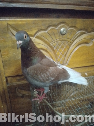 কবুতর